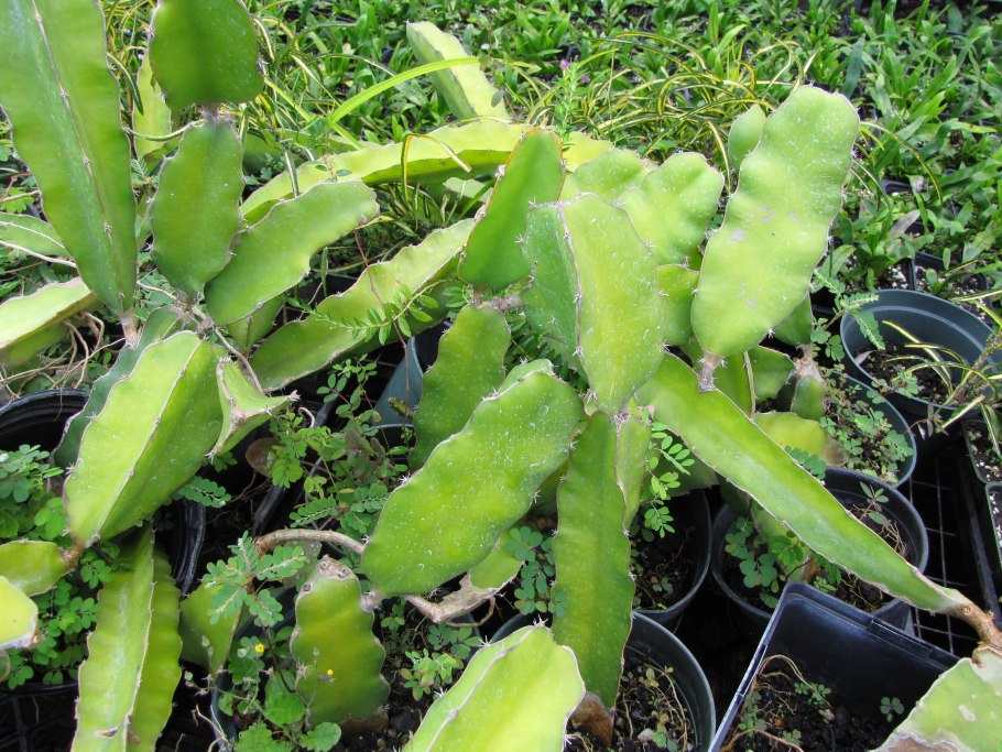 Гилоцереус ундатус