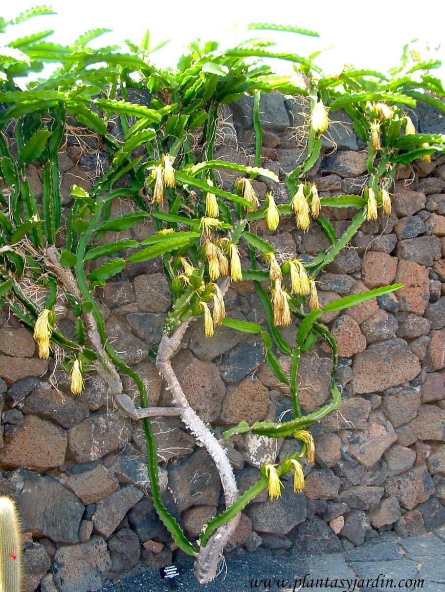 Гилоцереус трёхгранный Кактус ползучая Лиана
