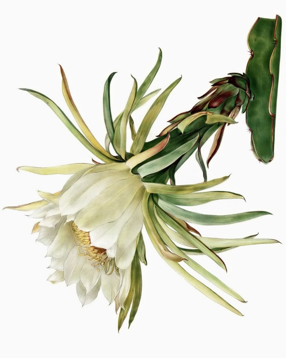 Гилоцереус ундатус