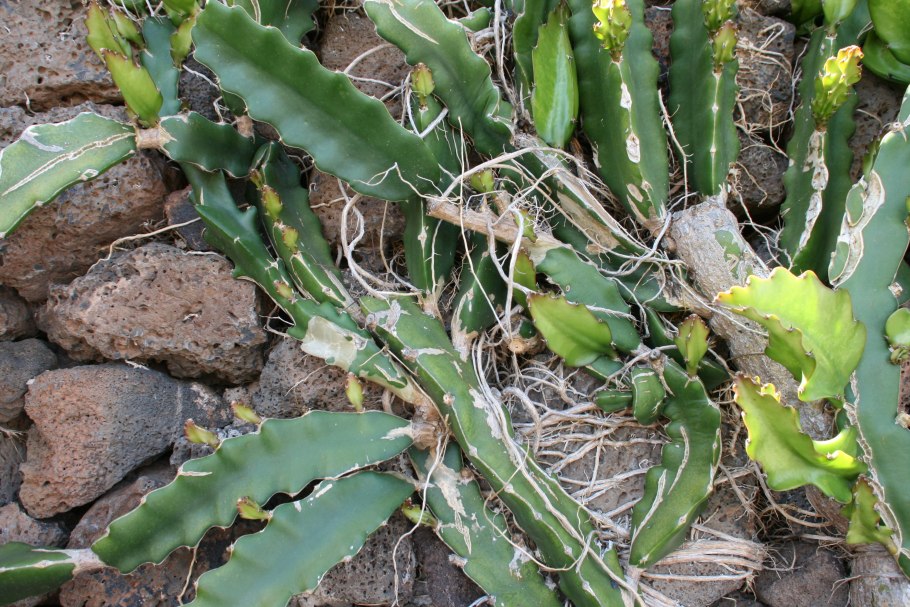 Гилоцереус подвой