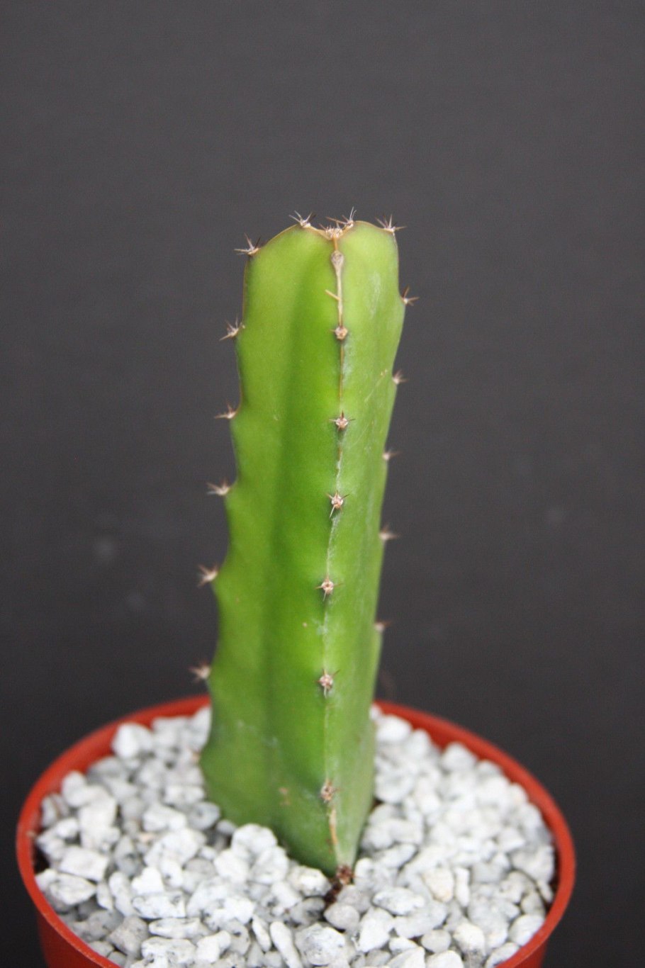 Гилоцереус Скайлайн