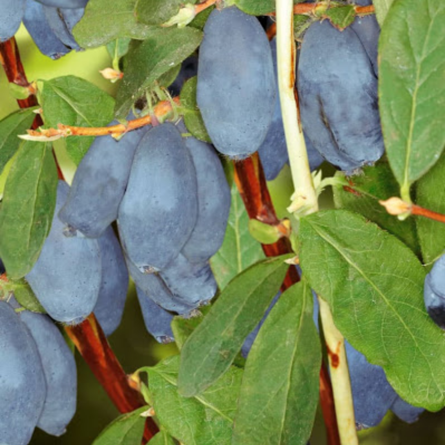 Канадская жимолость Бореал