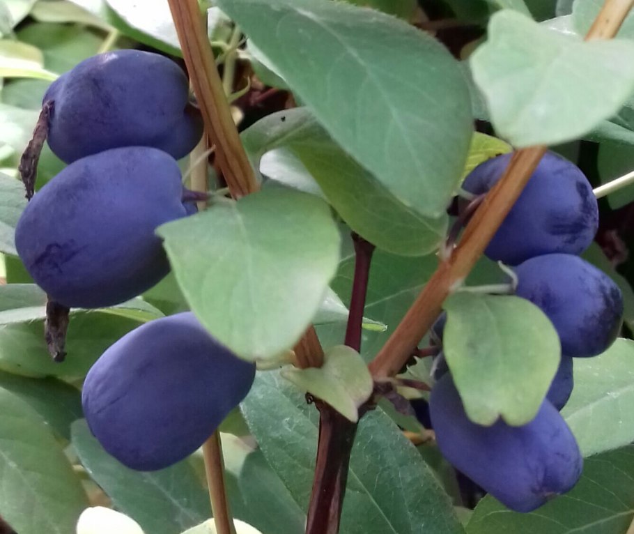 Канадская жимолость купить