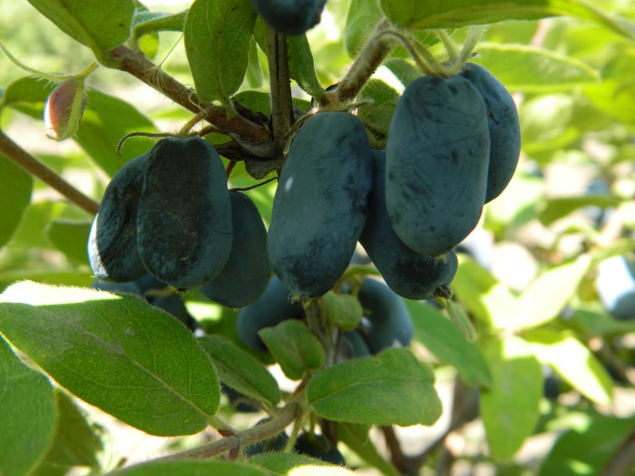 Жимолость Бореал