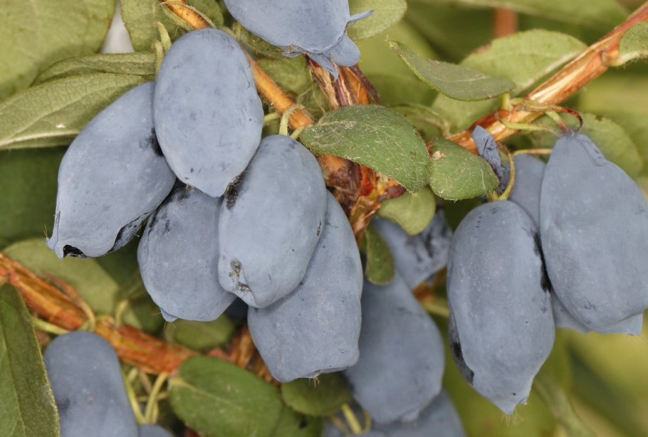 Канадская жимолость Бореал