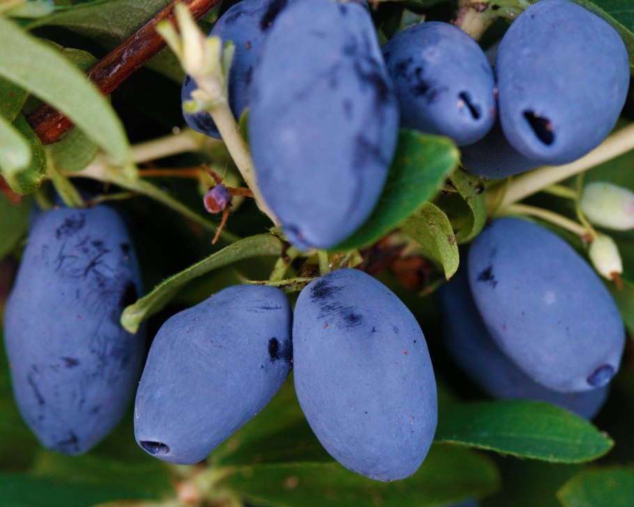 Жимолость съедобная бореалис