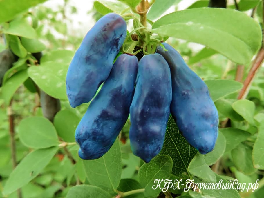 Жимолость канадская Бореал Бьюти