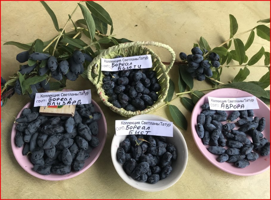 Жимолость Бореал Близзард