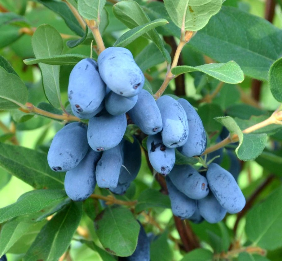 Жимолость Бореал Blizzard