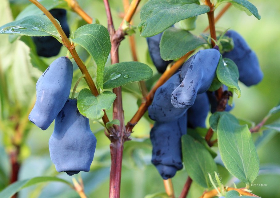 Жимолость Маака