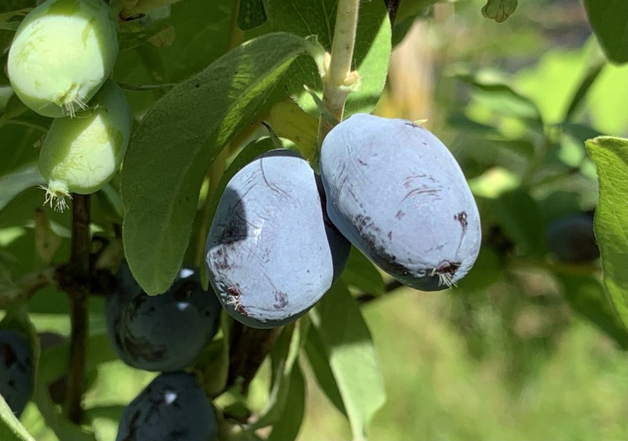 Жимолость бореаль бьюти