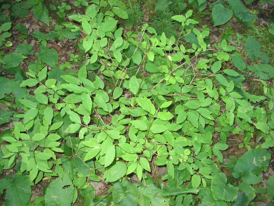 Жимолость Синеглазка