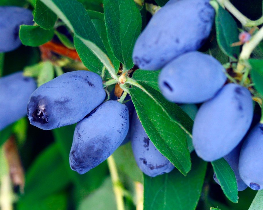 Канадская жимолость Бореал Близзард