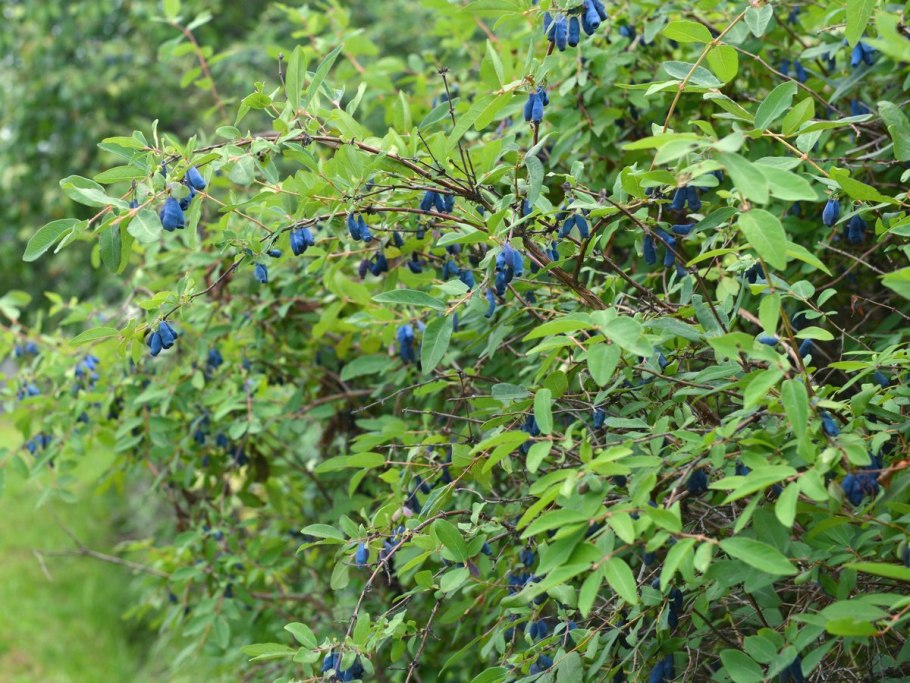 Жимолость Викинг