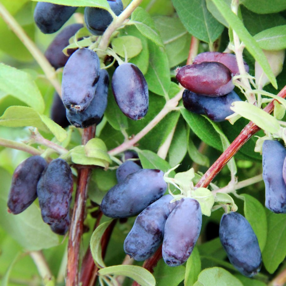 Жимолость indigo gem