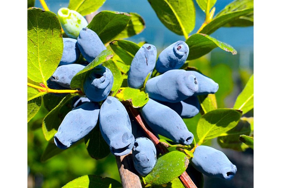 Жимолость канадская саженцы