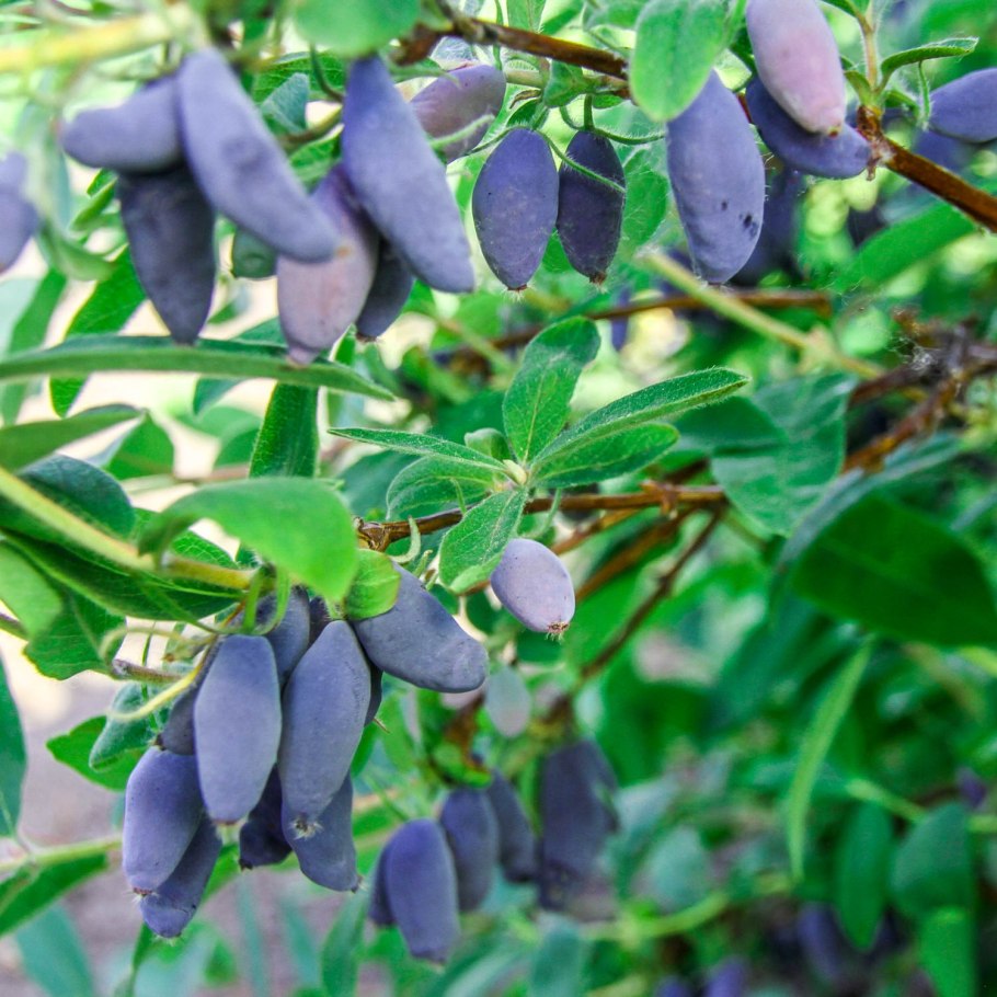 Жимолость блю банана