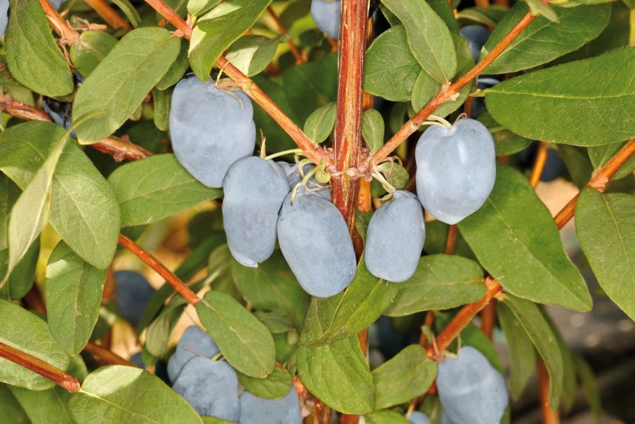 Жимолость тундра