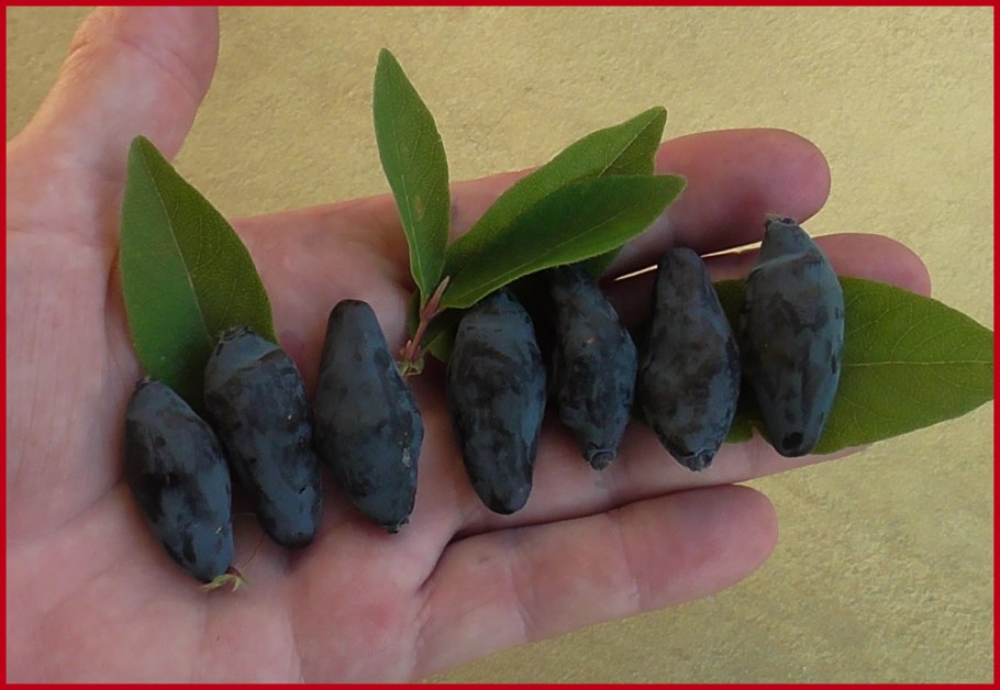 Жимолость Аврора