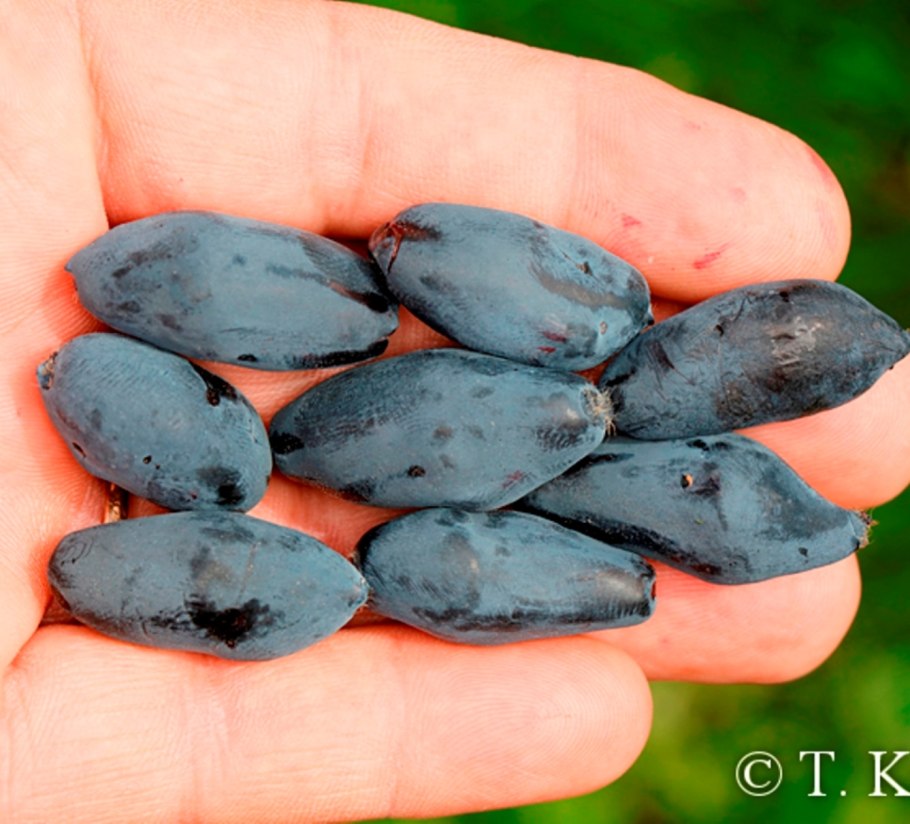 Канадская жимолость Бореал