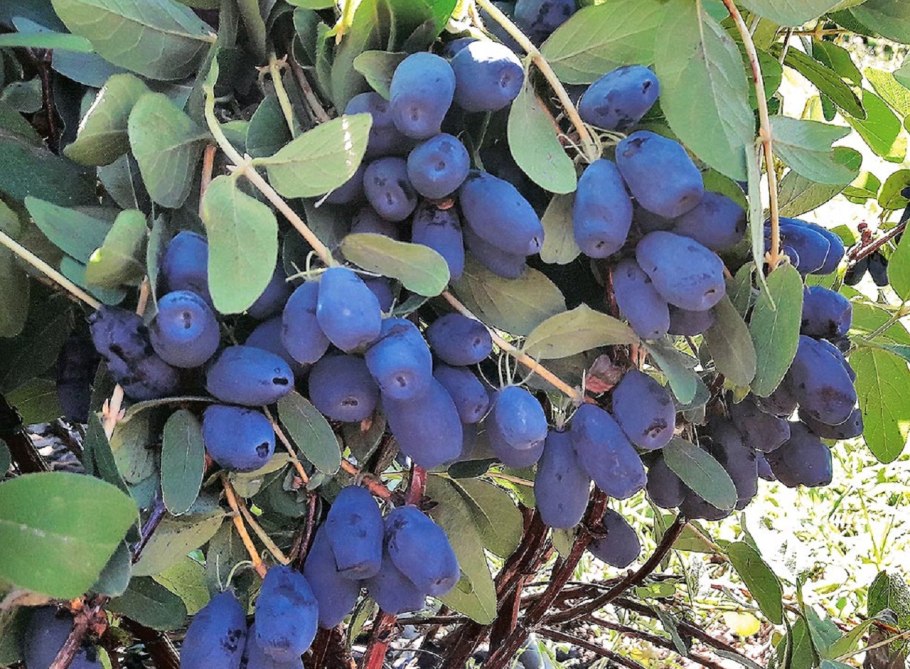 Жимолость Канадские сорта бореалис