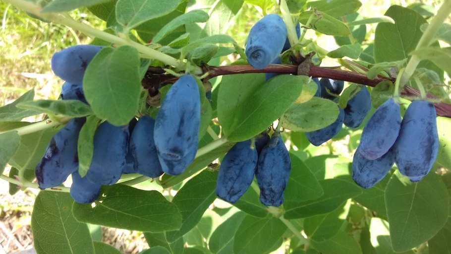 Жимолость Бореал Бьюти