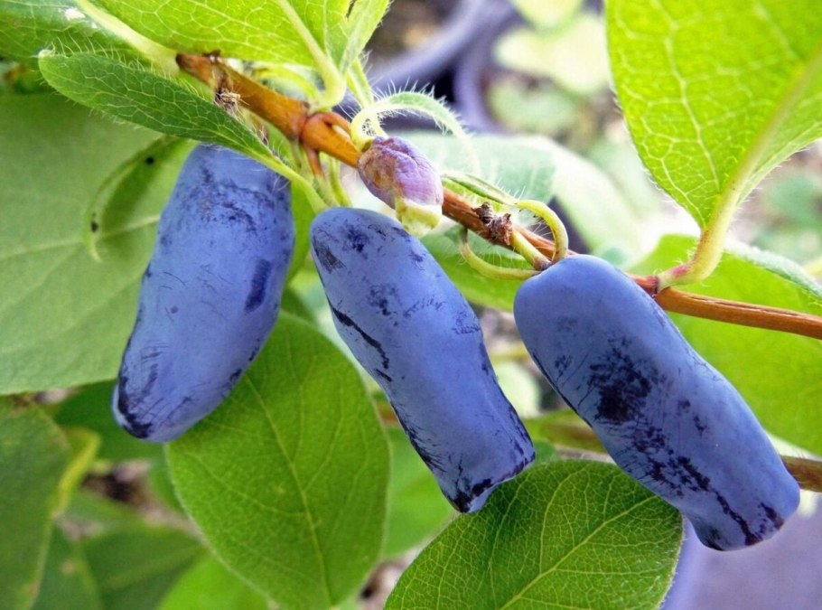 Жимолость съедобная черничка