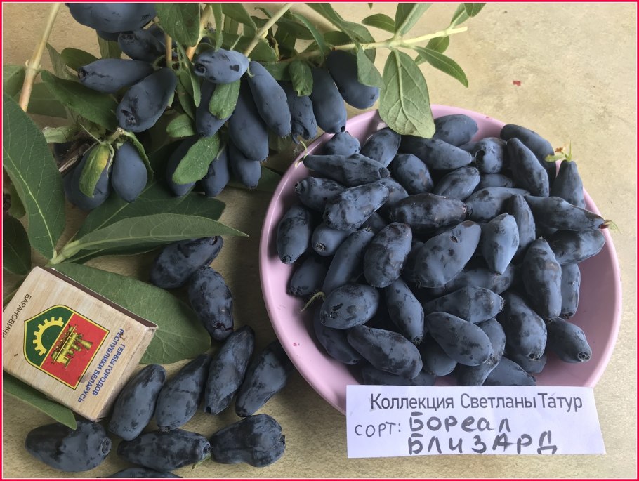 Жимолость канадская бореал близзард