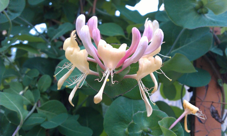 Каприфоль ароматная лиана