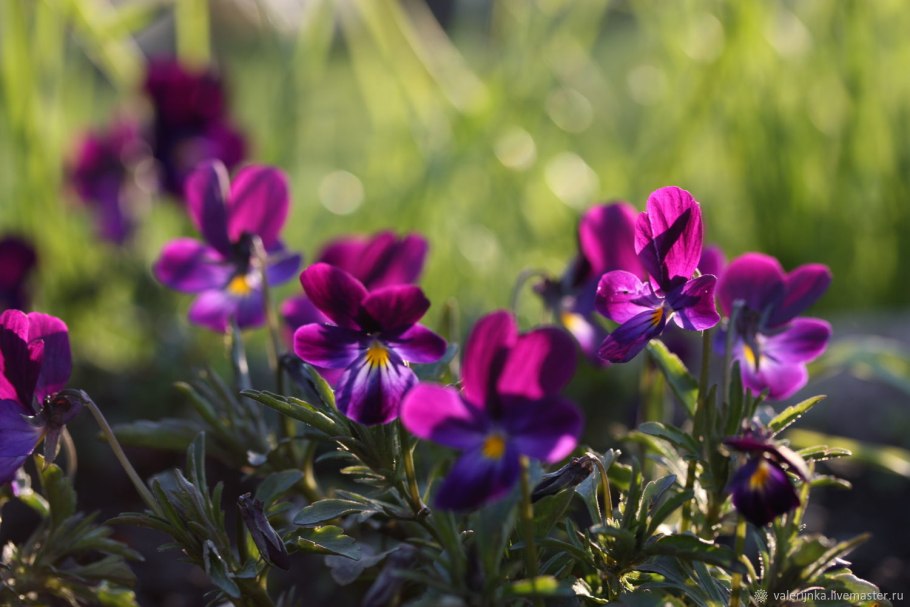 Пармская фиалка цветок