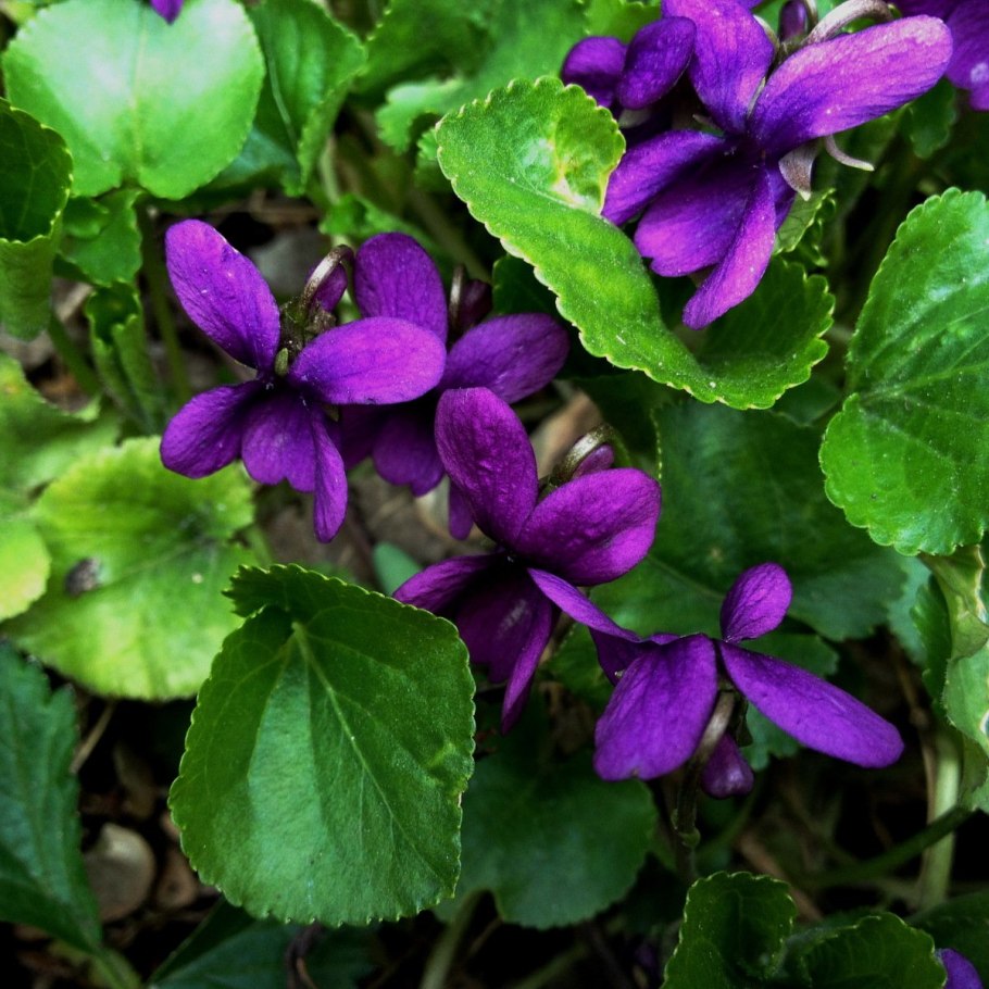 Фиалка ночная фиалка РС