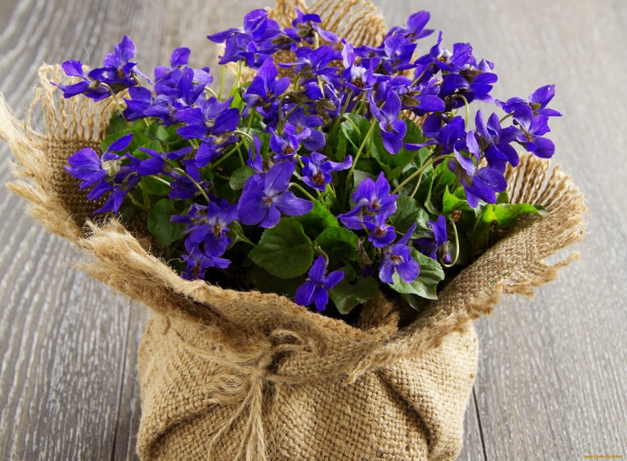 Пармская фиалка цветок