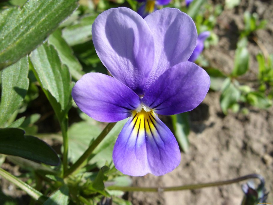 Пармские фиалки