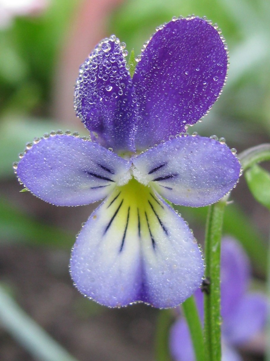 Фиалка душистая Пармская