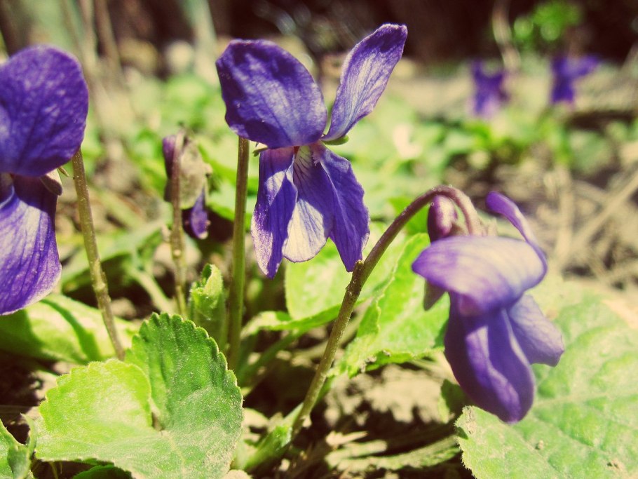 Фиалка Лесная Виола