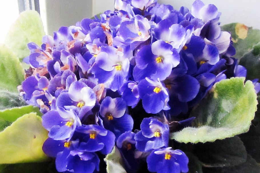 Цветы фиалки сенполия