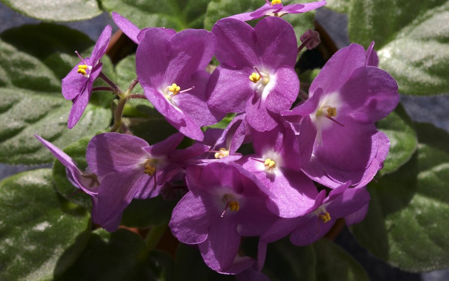 Сорт фиалки капелька