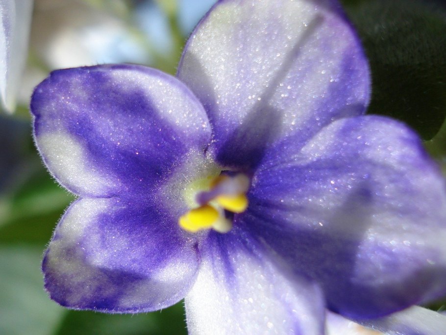 Редкие фиалки