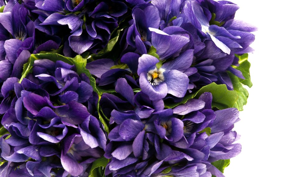 Фиалка душистая РЕН де Бланш