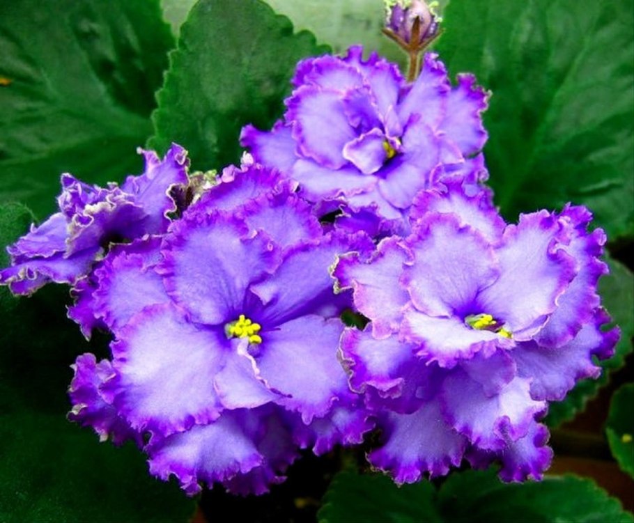 Фиалка блю драгон