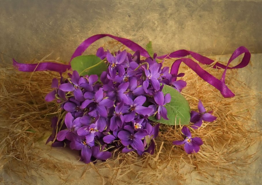 Фиалка фиалковый апрель