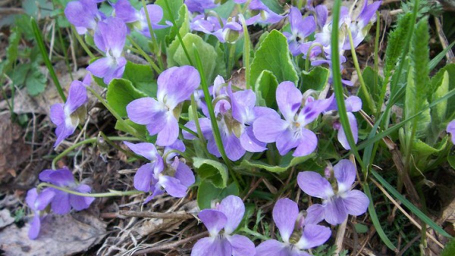 Фиалка клобучковая