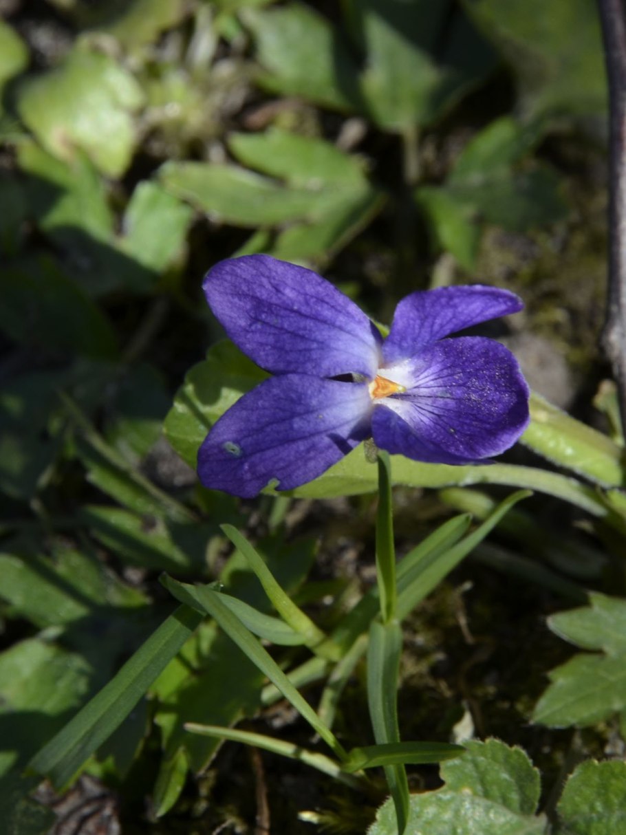 Пармские фиалки