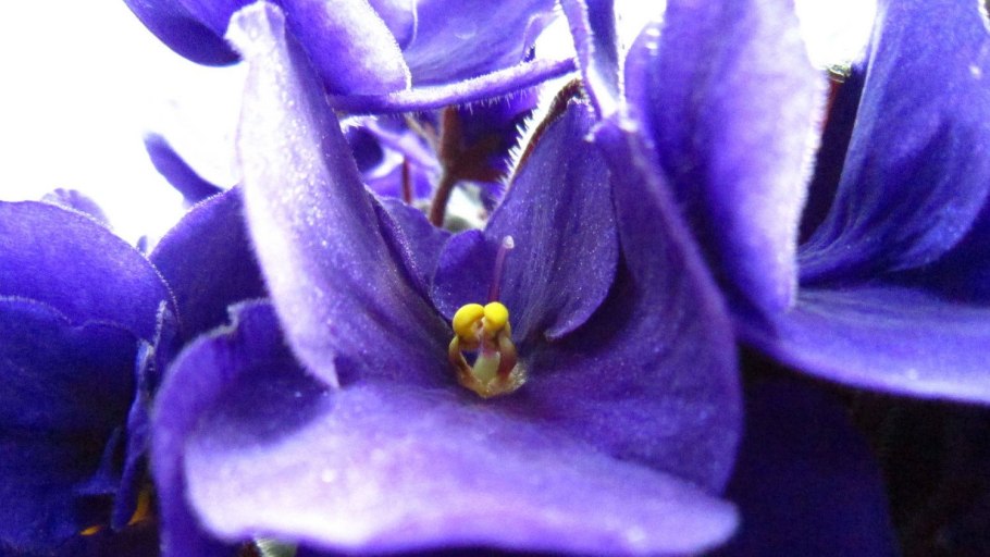 Фиалка фиалковый апрель