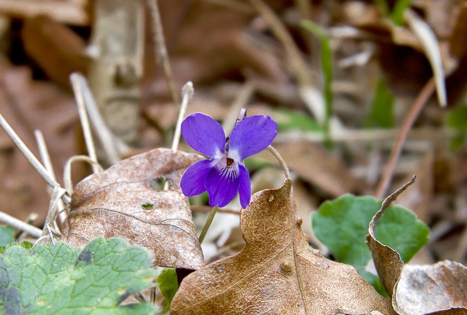 Viola odorata фиалка душистая