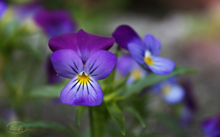 Фиалка душистая Пармская