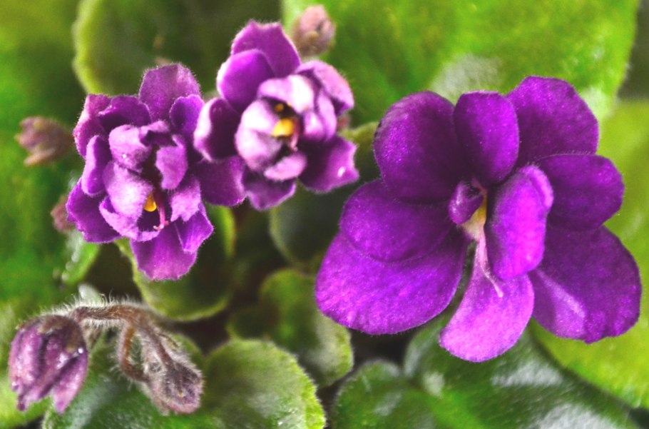 Фиалка розанна