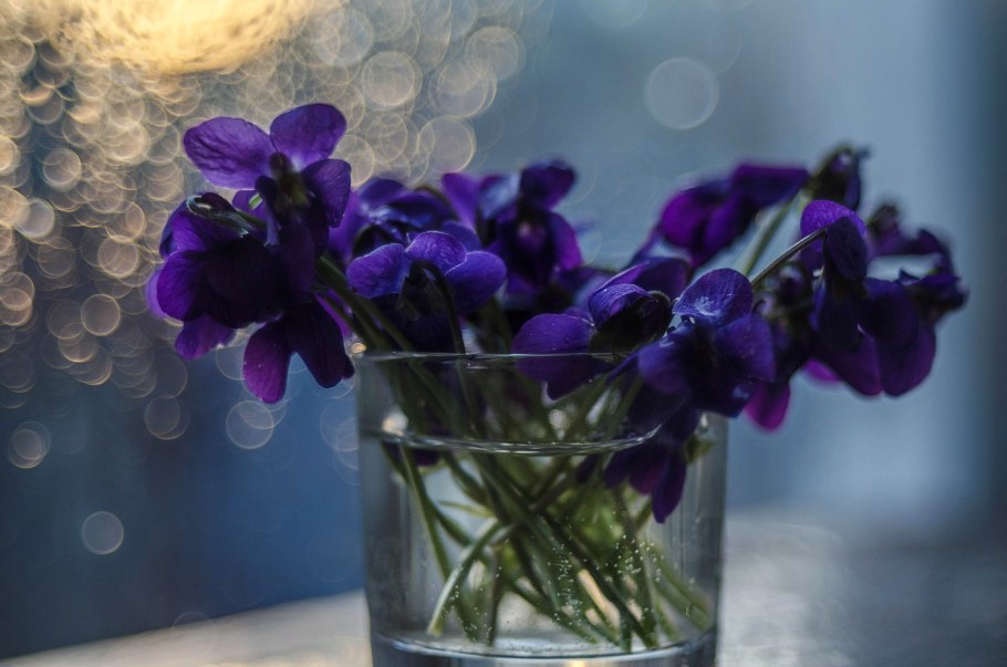 Пармская фиалка цветок