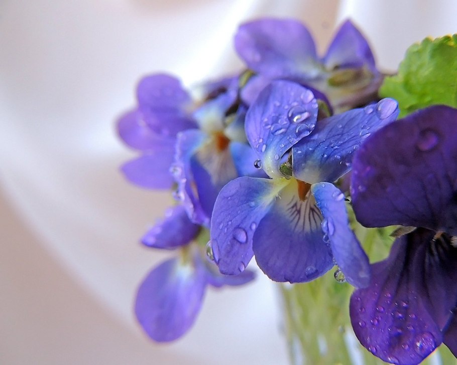 Цветок анютины глазки