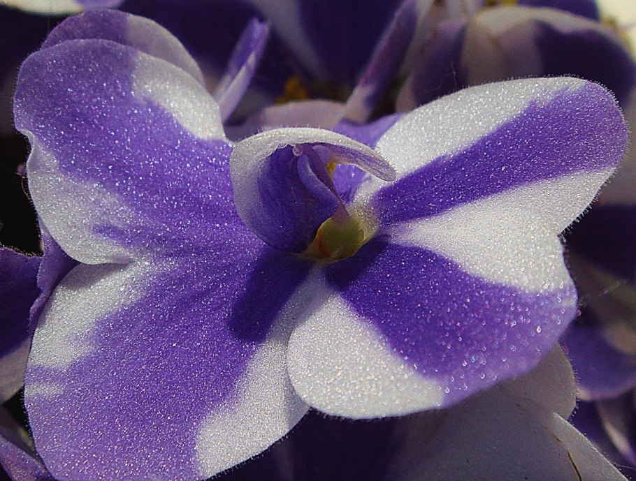 Фиалка Меркурий